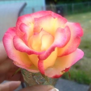 Meet your Posher, Donna